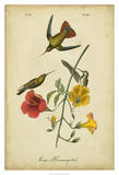 Mango Hummingbird