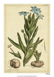 Ferraria  Pl CCLXXX