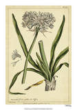 Polianthes  Pl CCX