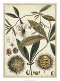 Ivory Botanical Study II