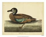 Catesby White-face Teal  Pl T100