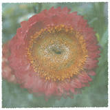 Lyon Flower III