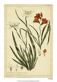 Morea and Ixia  Pl CCXXXIX