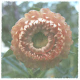 Lyon Flower II