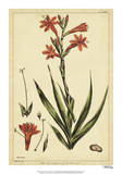 Watsonia  Pl CCLXXVI