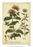 Monarda  Pl CLXXXIII