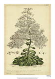 Saxifraga  Pl CCXLIII