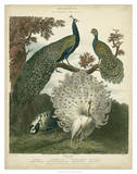 Peacock Gathering