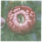 Lyon Flower IV