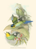 Small Birds of Tropics I