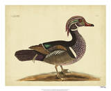 Catesby Summer Duck  Pl T97