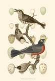 British Birds and Eggs III