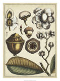 Ivory Botanical Study VI