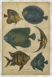 Goldsmith's Spinous Fishes