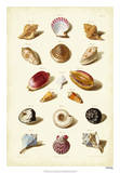 Muller Shells  Tab VI
