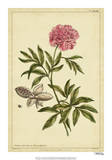 Peony  Pl CXCIX