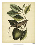 Catesby Iguana  Pl T64