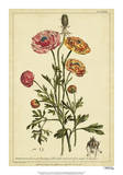 Ranunculus  Pl CCXVI