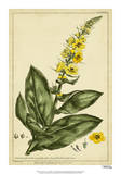Verbascum  Pl CCLXXIII