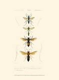 Antique Bees II