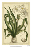 Crinum  Pl CX