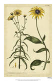 Rudbeckia and Coreopsis  Pl CCXXIV