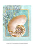 Nautilus Shell and Coral