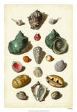 Muller Shells  Tab V