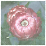 Lyon Flower I
