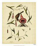 Catesby Little Sparrow  Pl T35