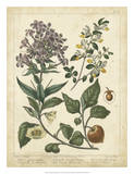 Non-Embellish Enchanted Garden II