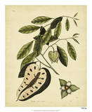 Catesby Blue-Tail Lizard  PlT67