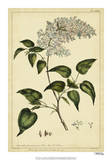 Lilac  Pl CLXIII