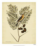 Catesby American Goldfinch  Pl T43
