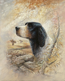 English Pointer