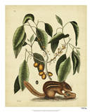 Catesby Ground Squirrel  Pl T75