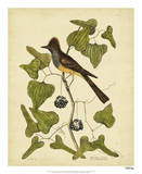 Catesby Crest Fly-Catcher  Pl T52