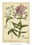 Phlox  Pl CCV