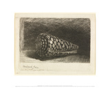 The Shell (Conus Marmoreus)  1650