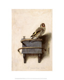 The Goldfinch  1654