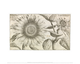 Chrysanthemum Peruvianum (The Greater and Lesser Sunflower)