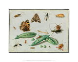 Peapods and Insects  ca 1650