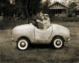 Ollie In His Car