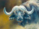 Warrior - African Cape Buffalo