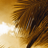 Light on Palms IV