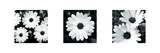 Daisy Triptych