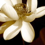 Lily Light II