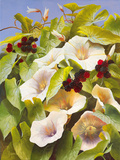 Convolvulus and Blackberries