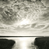 Through The Marsh