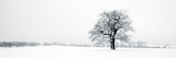 Winter Oaks